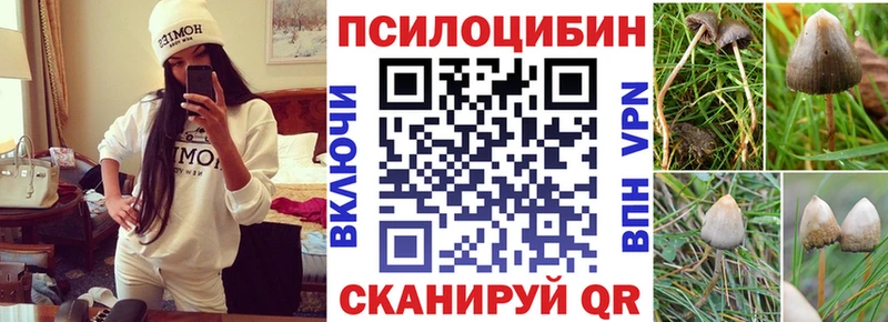 сколько стоит  Тында  Псилоцибиновые грибы мицелий 